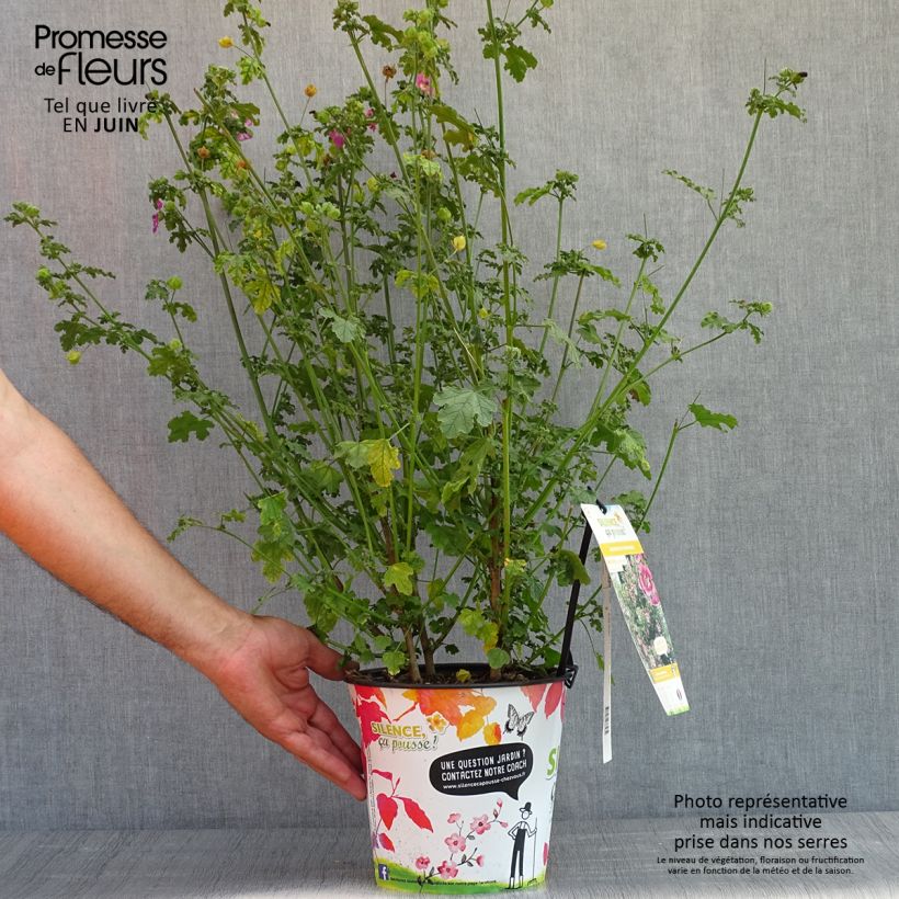 Amostra de Anisodontea capensis El Rayo Vaso de 3 L/4 L tal como entregue na primavera