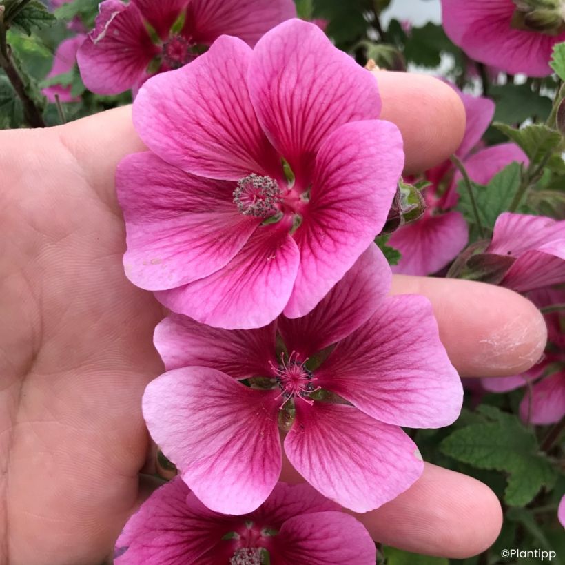 Anisodontea Carnival Lights Celebration - Malva-do-cabo (Floração)