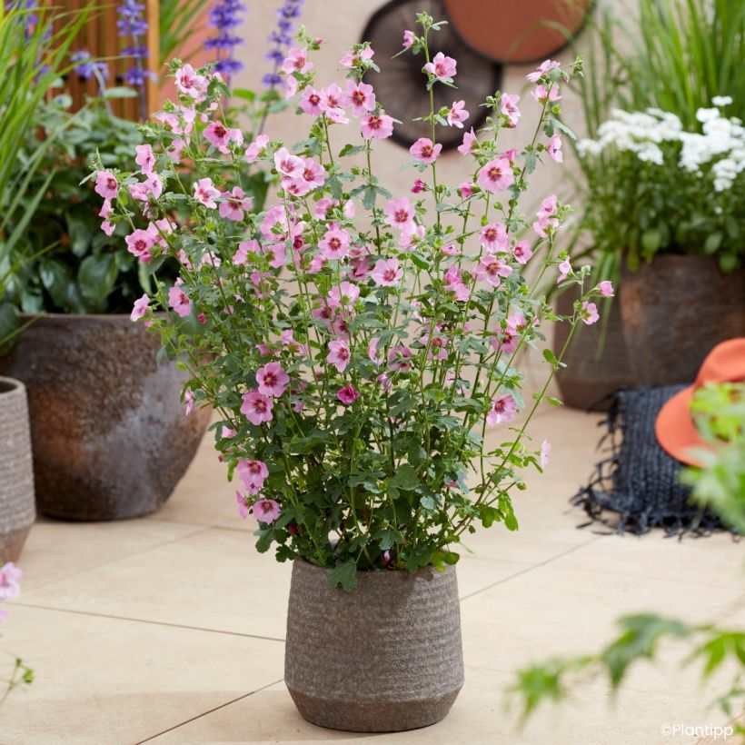 Anisodontea Carnival Lights Gala - Malva-do-cabo (Hábito)