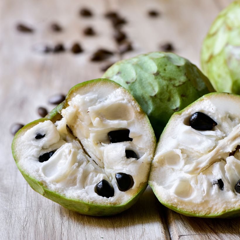 Annona cherimola - Anona, Chirimoyo (Colheita)