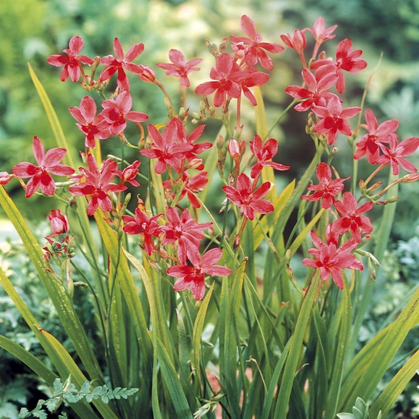 Anomatheca laxa (Hábito)