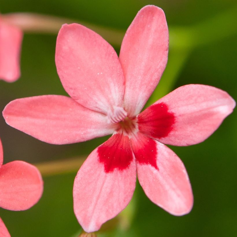 Anomatheca laxa (Floração)