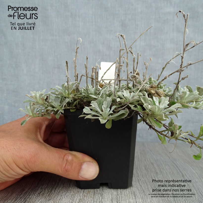 Amostra de Antennaria dioica var. borealis Vaso de 8/9 cm tal como entregue no verão
