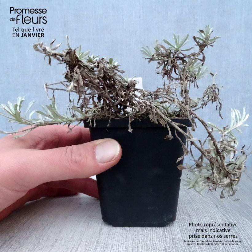 Amostra de Antennaria dioica Borealis - Pied de Cha Vaso de 8/9 cm tal como entregue no inverno
