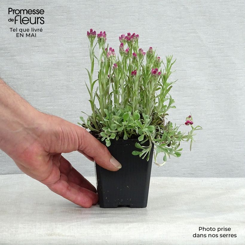 Amostra de Antennaria dioica Rubra Vaso de 8/9 cm tal como entregue na primavera