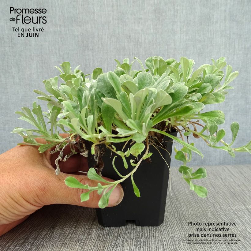 Amostra de Antennaria dioica Rubra Vaso de 8/9 cm tal como entregue no verão
