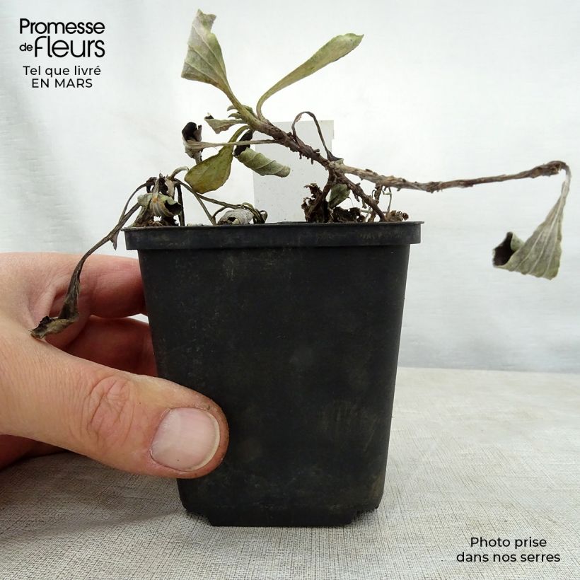 Amostra de Antennaria plantaginifolia Vaso de 8/9 cm tal como entregue na primavera