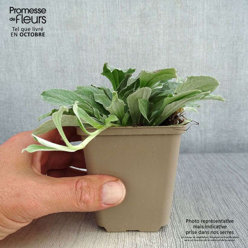 Amostra de Antennaria plantaginifolia Vaso de 8/9 cm tal como entregue no outono