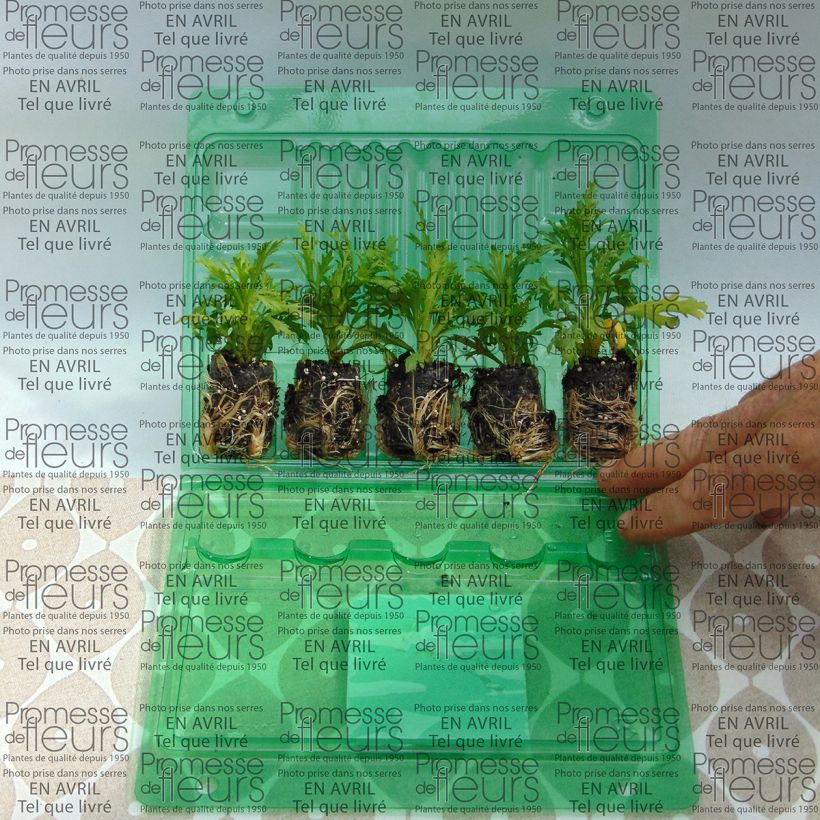 Exemplo de amostra de Anthémis Butterfly Yellow Mini-motte Ø 3/4 cm tal como entregue