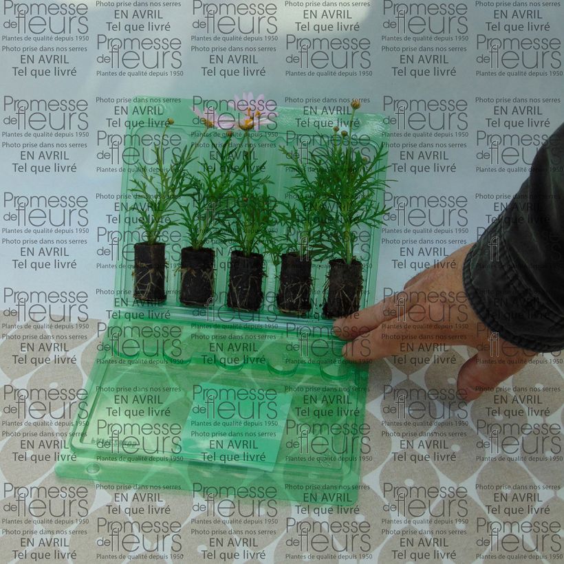 Exemplo de amostra de Anthémis Daisy Crazy Summit Pink Mini-torrão Ø 3/4 cm tal como entregue