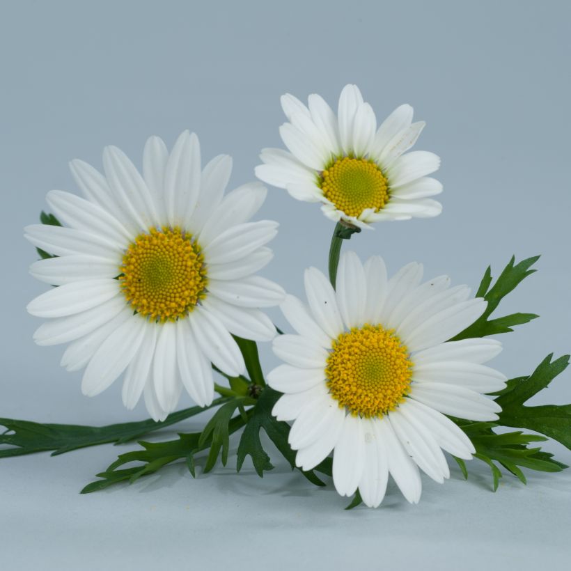 Argyranthemum Everest Branco (Floração)