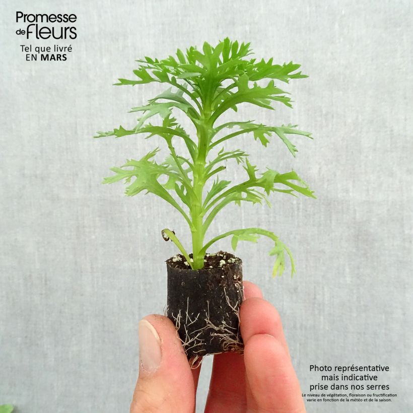 Amostra de Anthémis Grandaisy Gold Mini-torrão Ø 3/4 cm tal como entregue na primavera