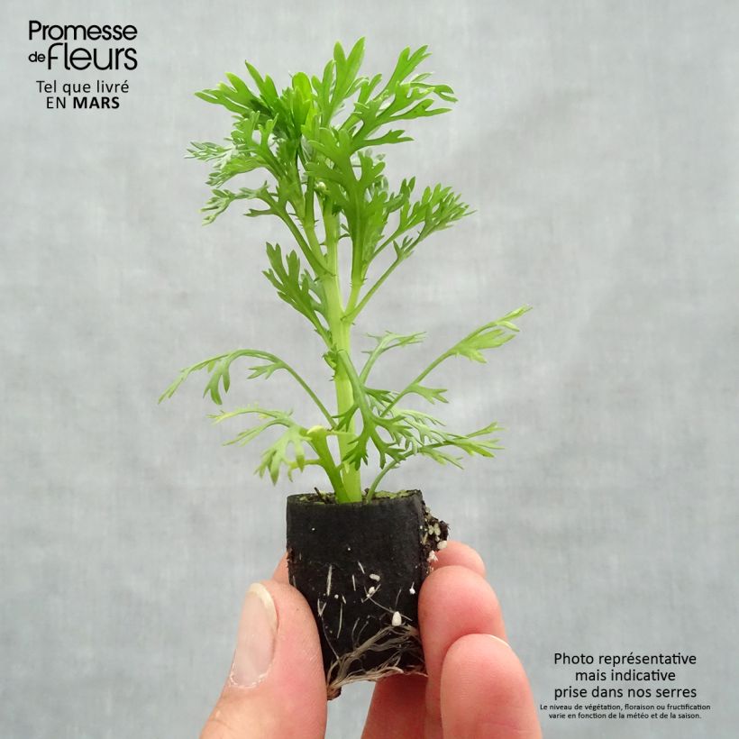 Amostra de Anthémis Grandaisy Pink Tourmaline Mini-torrão Ø 3/4 cm tal como entregue na primavera