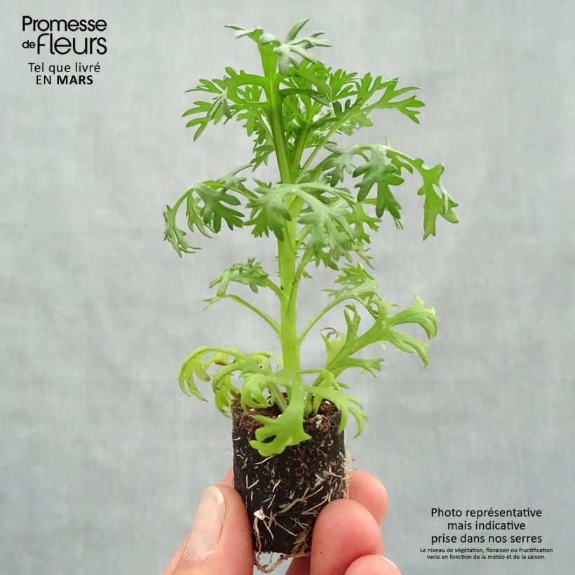 Amostra de Anthémis Grandaisy Ruby Mini-torrão Ø 3/4 cm tal como entregue na primavera