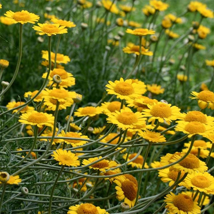Anthemis tinctoria Kelwayi (Floração)