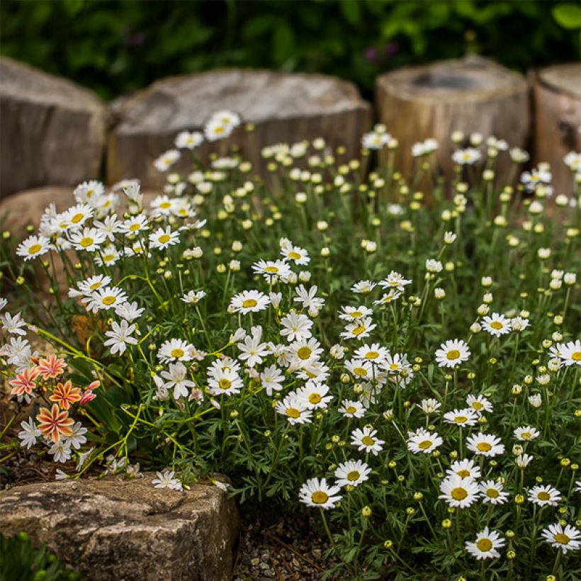 Anthemis carpatica Karpatenschnee (Hábito)