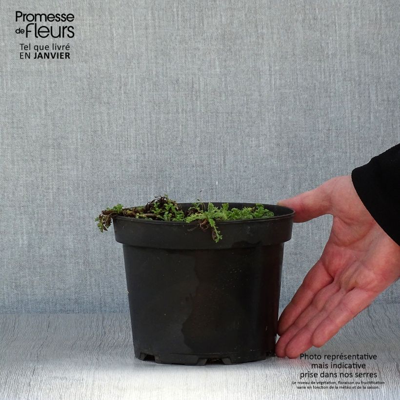 Amostra de Anthemis carpatica Karpatenschnee Vaso de 2 L/3 L tal como entregue no inverno