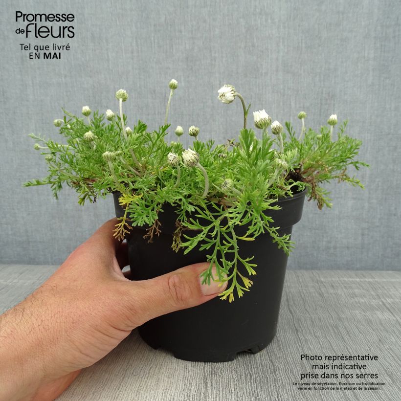 Amostra de Anthemis carpatica Karpatenschnee Vaso de 2 L/3 L tal como entregue na primavera