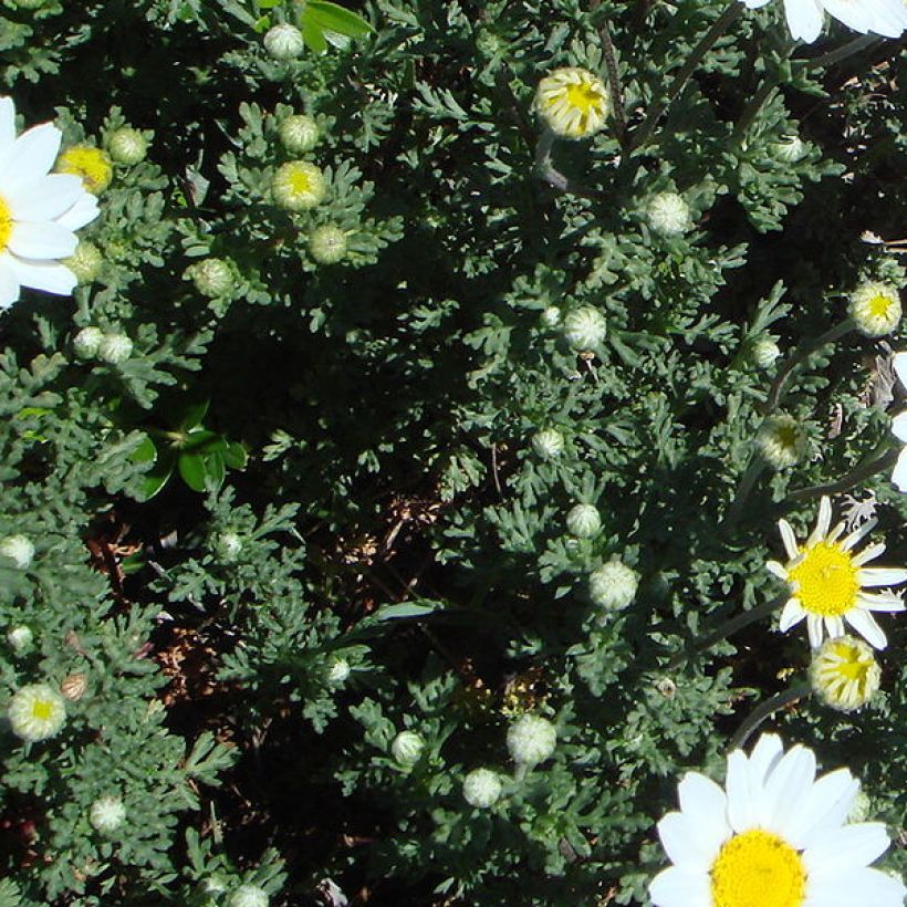 Anthemis punctata subsp. cupaniana (Folhagem)