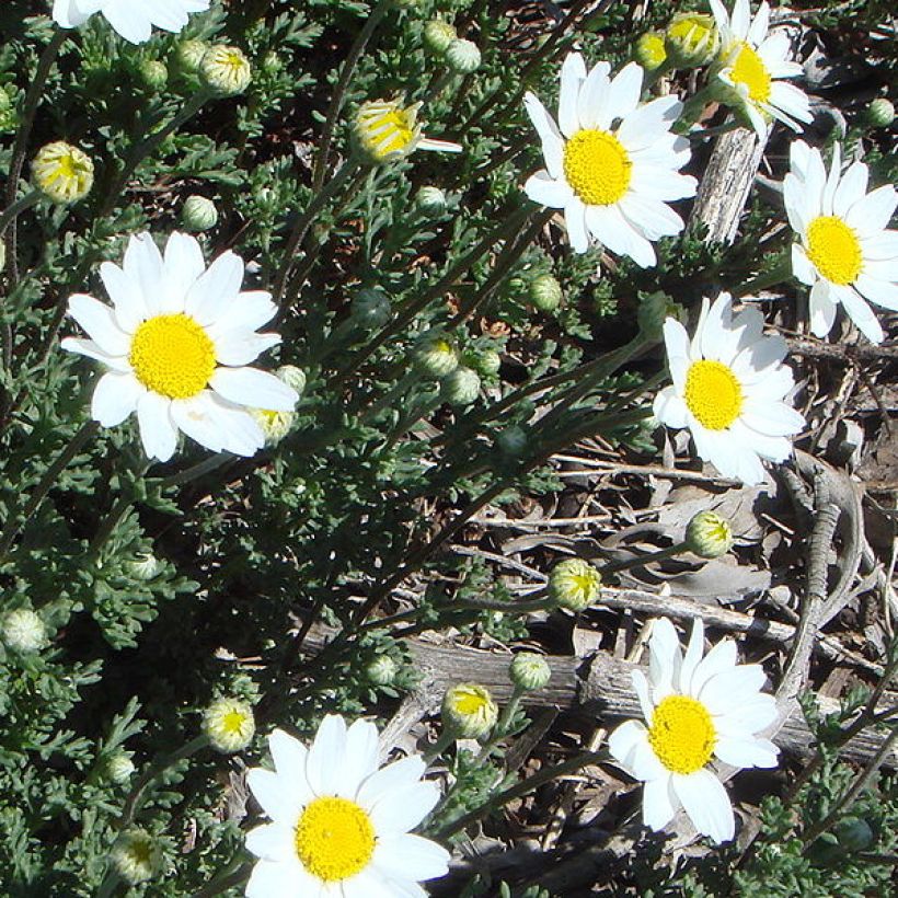 Anthemis punctata subsp. cupaniana (Hábito)
