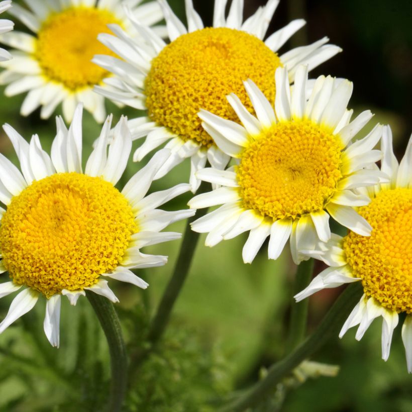 Anthemis punctata subsp. cupaniana (Floração)