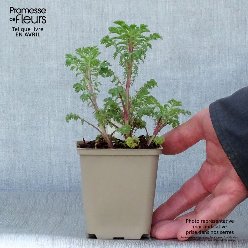 Amostra de Anthemis sancti Vaso de 7/8 cm tal como entregue na primavera