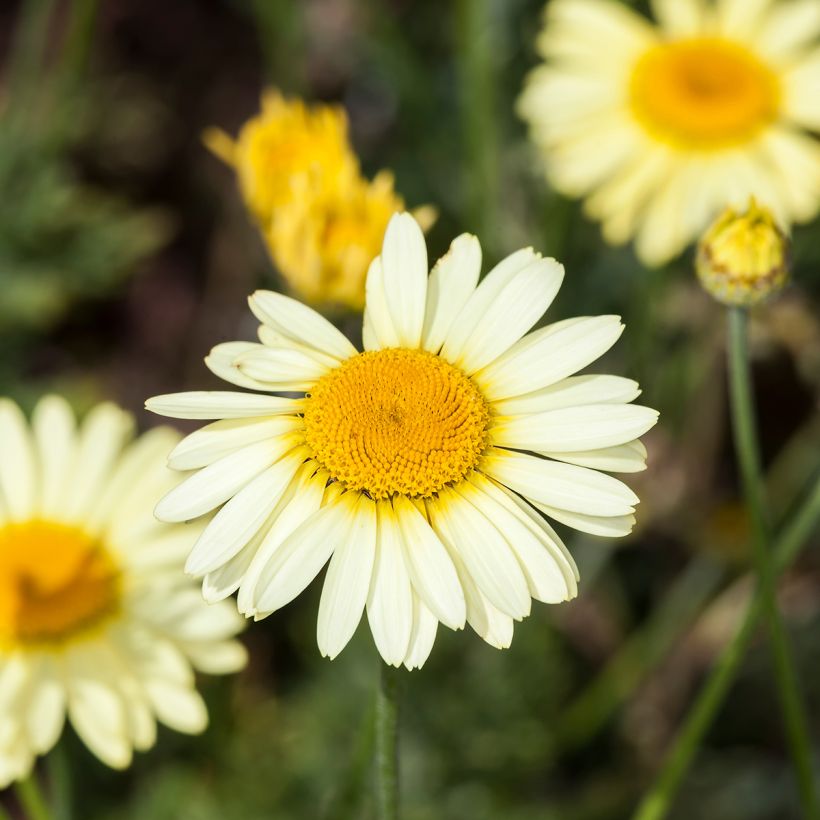 Anthemis tinctoria E.C. Buxton (Floração)