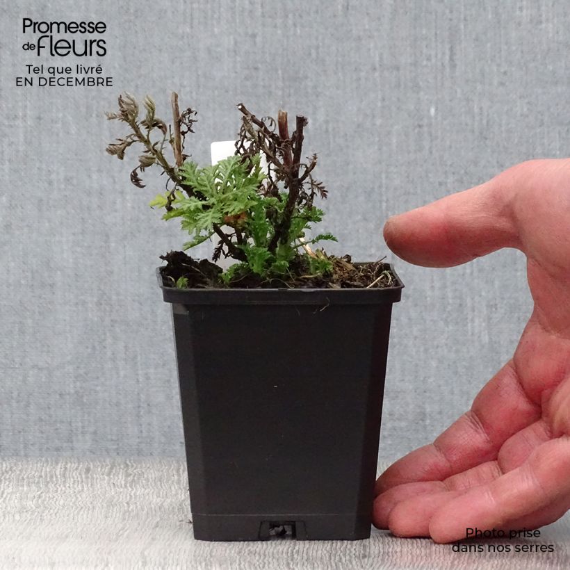 Amostra de Anthemis tinctoria E.C. Buxton - Fausse Camomille Vaso de 8/9 cm tal como entregue no inverno