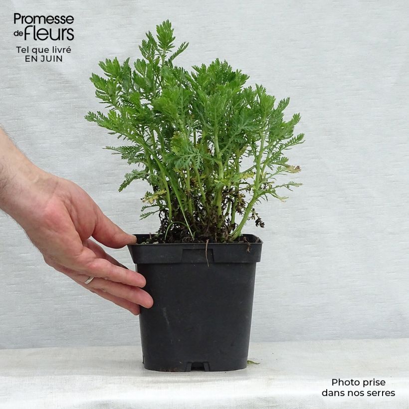 Amostra de Anthemis tinctoria E.C. Buxton Vaso de 2 L/3 L tal como entregue no verão