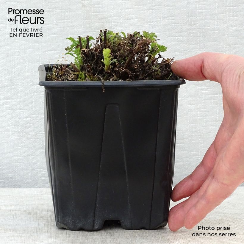 Amostra de Anthemis tinctoria E.C. Buxton - Fausse Camomille Vaso de 2 L/3 L tal como entregue no inverno