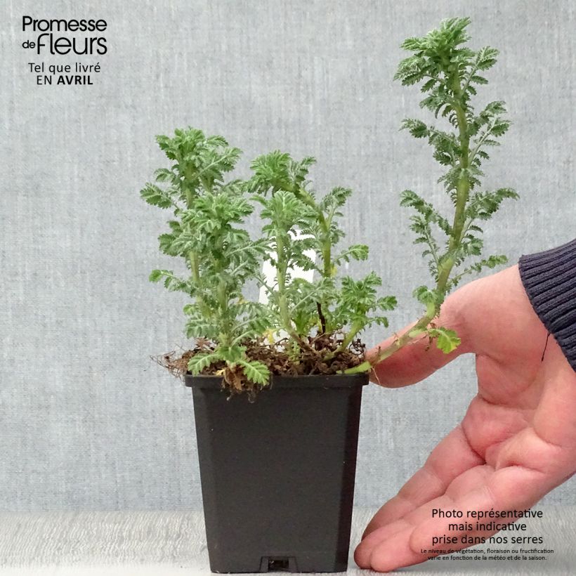 Amostra de Anthemis tinctoria E.C. Buxton Vaso de 8/9 cm tal como entregue na primavera