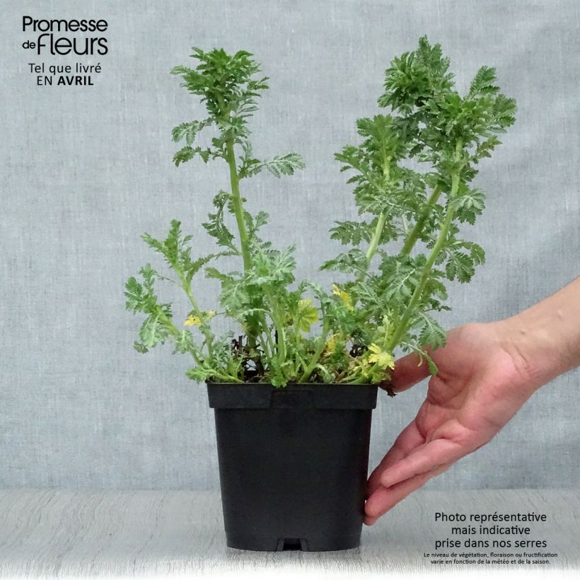 Amostra de Anthemis tinctoria E.C. Buxton Vaso de 2 L/3 L tal como entregue na primavera