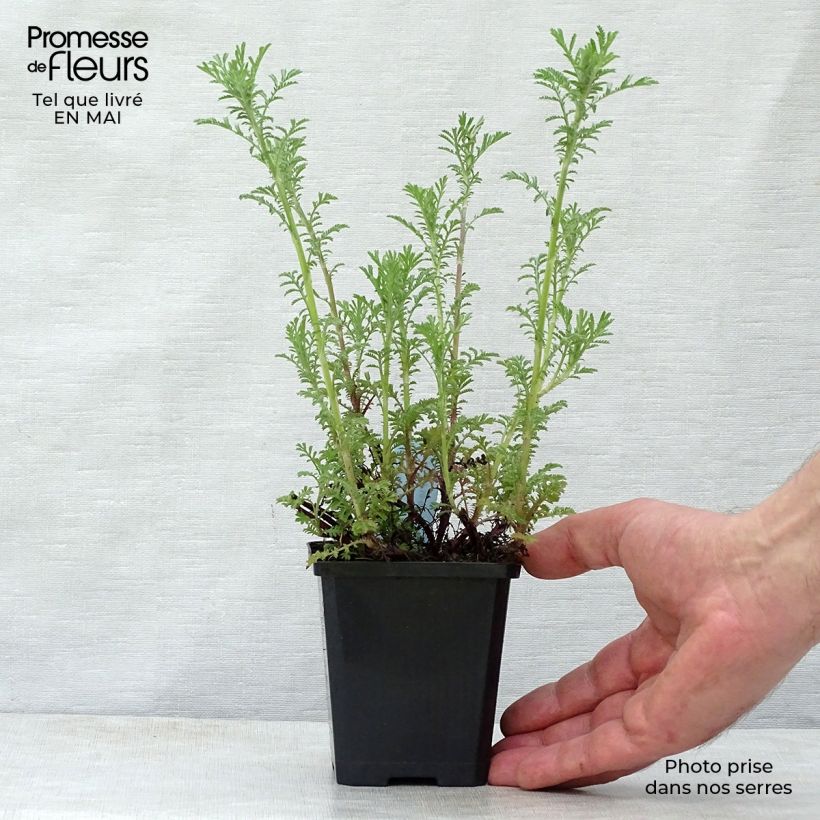 Amostra de Anthemis tinctoria Kelwayi Vaso de 8/9 cm tal como entregue na primavera