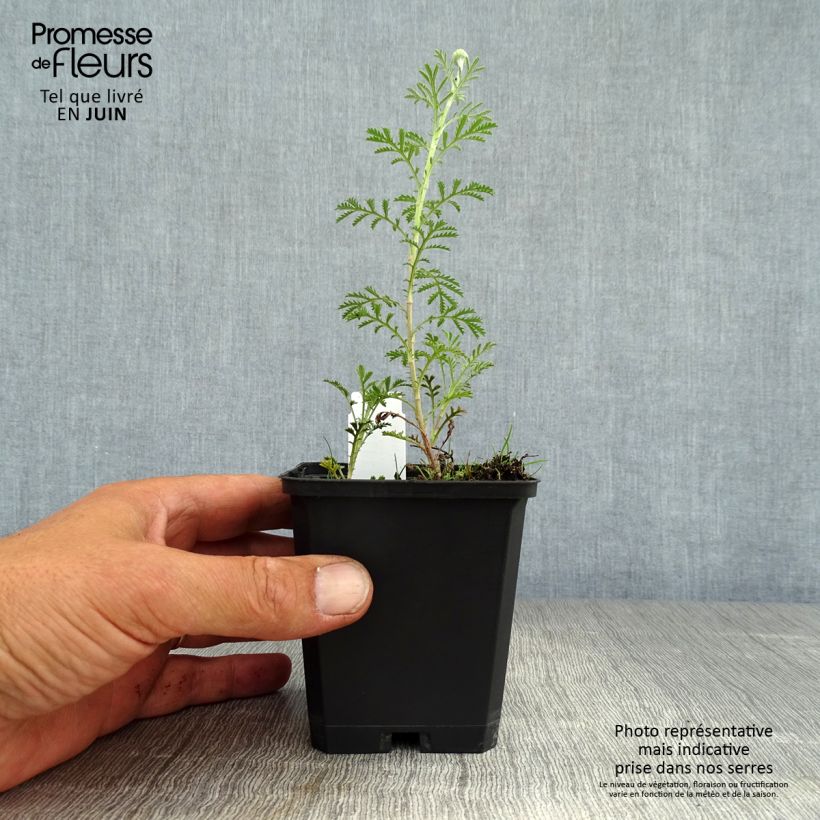 Amostra de Anthemis tinctoria Kelwayi Vaso de 8/9 cm tal como entregue no verão