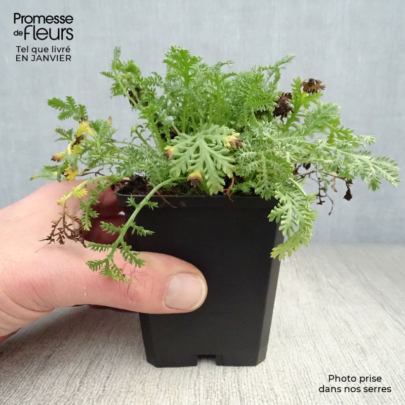 Amostra de Anthemis tinctoria Kelwayi Vaso de 8/9 cm tal como entregue no inverno