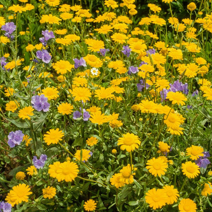 Anthemis tinctoria Kelwayi (Hábito)