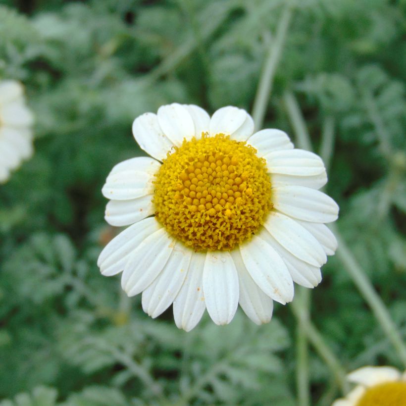 Anthemis tinctoria Sauce Hollandaise (Floração)