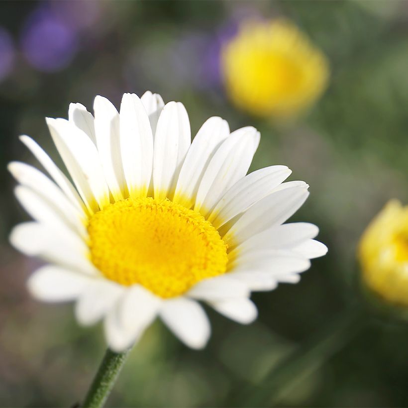 Anthemis tinctoria Sauce Hollandaise (Floração)