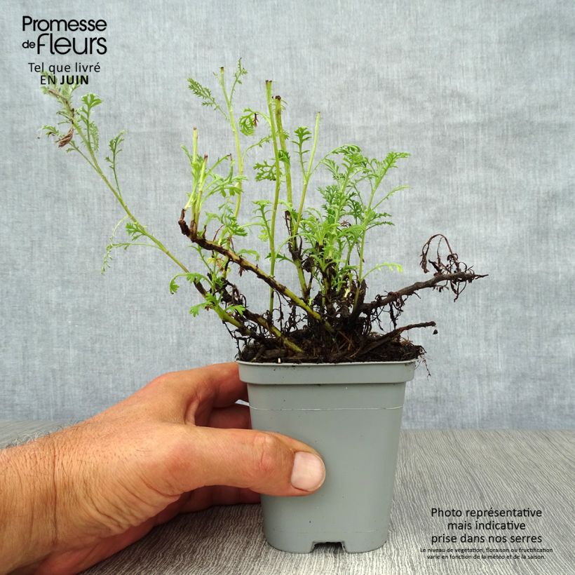 Amostra de Anthemis tinctoria Sauce Hollandaise Vaso de 8/9 cm tal como entregue no verão