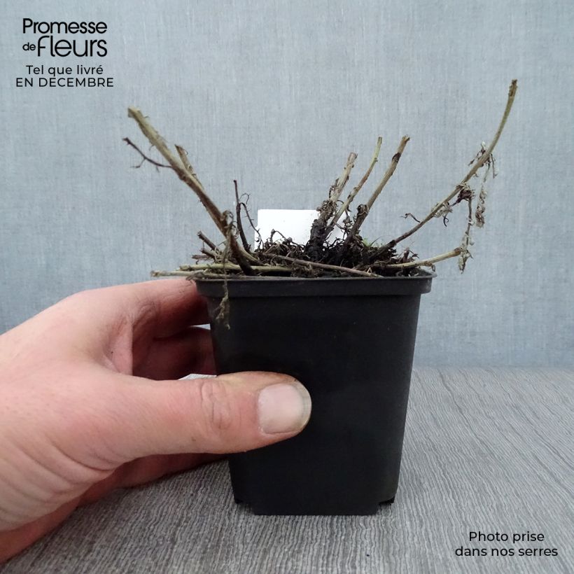 Amostra de Anthemis tinctoria Sauce Hollandaise Vaso de 8/9 cm tal como entregue no inverno