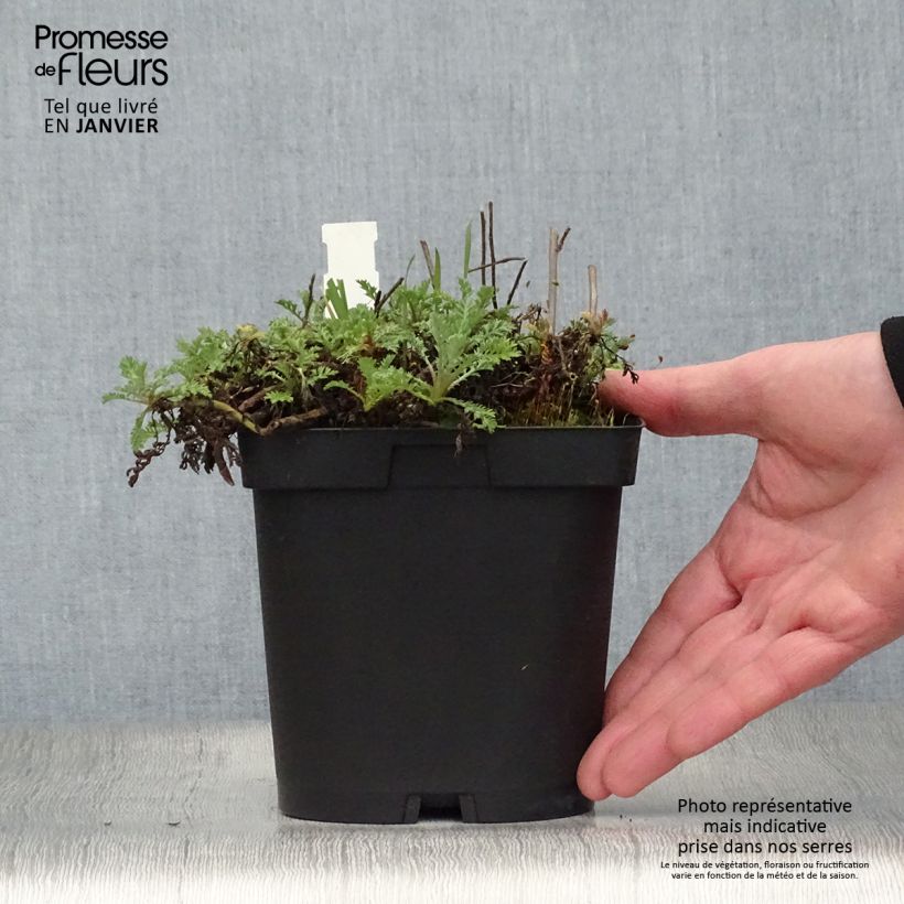 Amostra de Anthemis tinctoria Sauce Hollandaise Vaso de 2 L/3 L tal como entregue no inverno