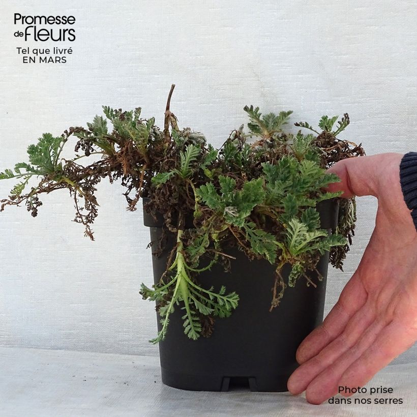 Amostra de Anthemis tinctoria Sauce Hollandaise Vaso de 2 L/3 L tal como entregue na primavera