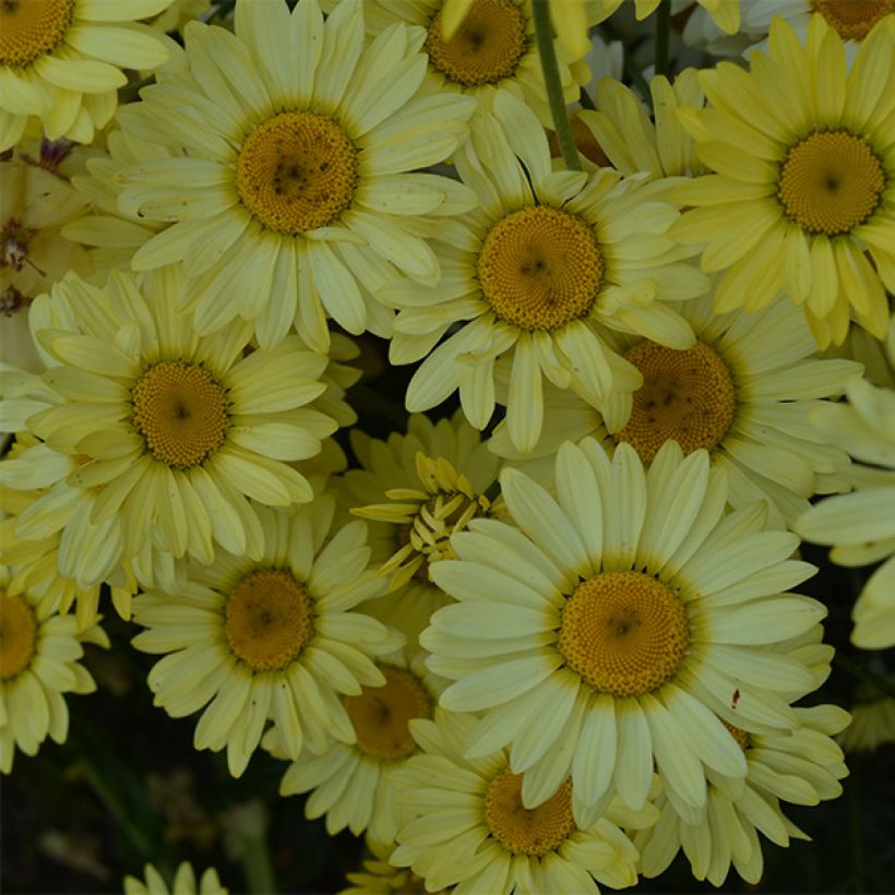Anthemis tinctoria Wargrave Variety (Floração)