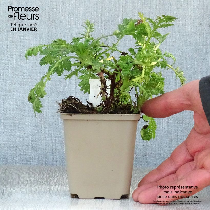 Amostra de Anthemis tinctoria Wargrave Variety - Camomille des teinturiers Vaso de 8/9 cm tal como entregue no inverno