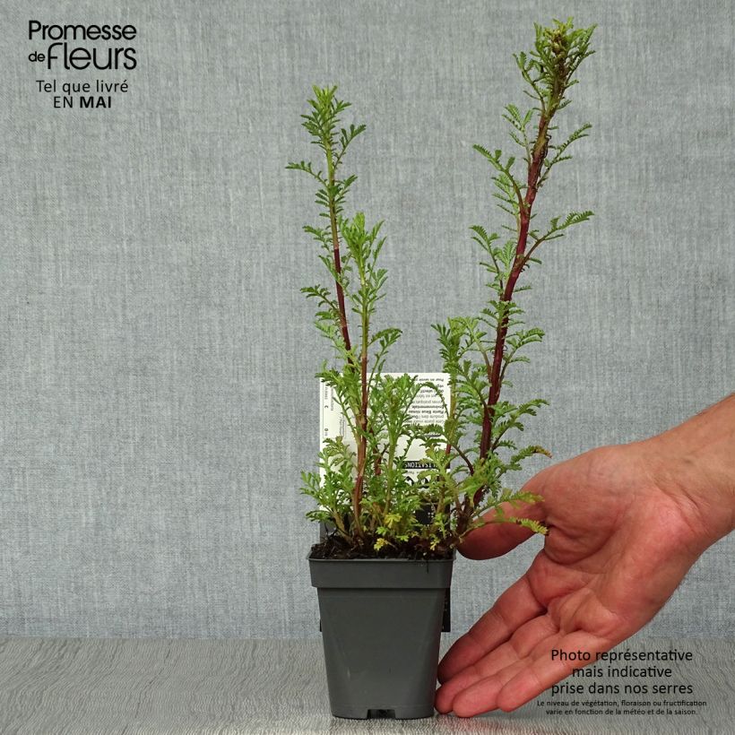 Amostra de Anthemis tinctoria Wargrave Variety Vaso de 8/9 cm tal como entregue na primavera