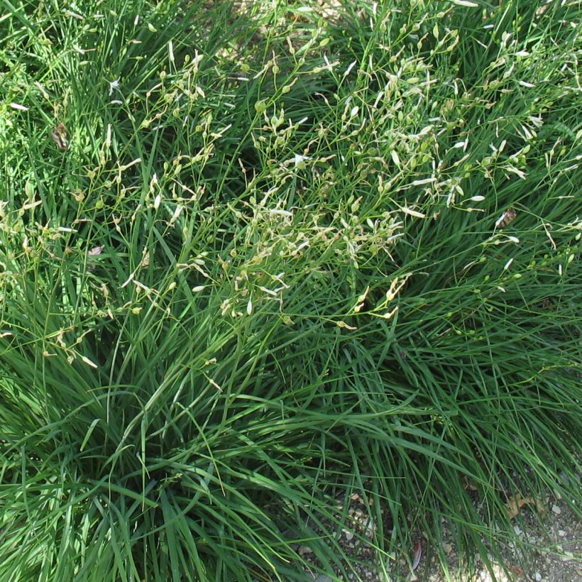 Anthericum ramosum (Folhagem)