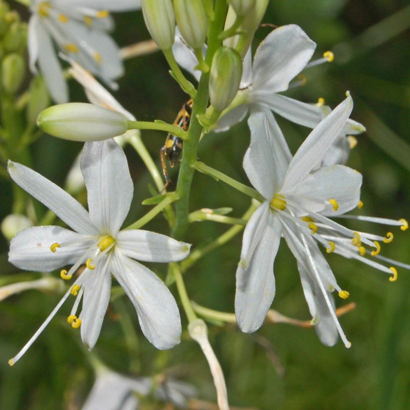 Anthericum ramosum (Floração)