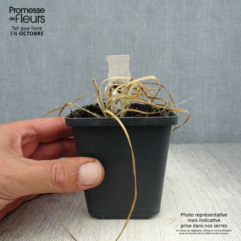 Amostra de Anthericum ramosum Vaso de 8/9 cm tal como entregue no outono