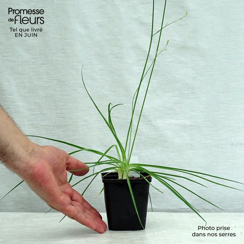 Amostra de Anthericum ramosum Vaso de 8/9 cm tal como entregue no verão