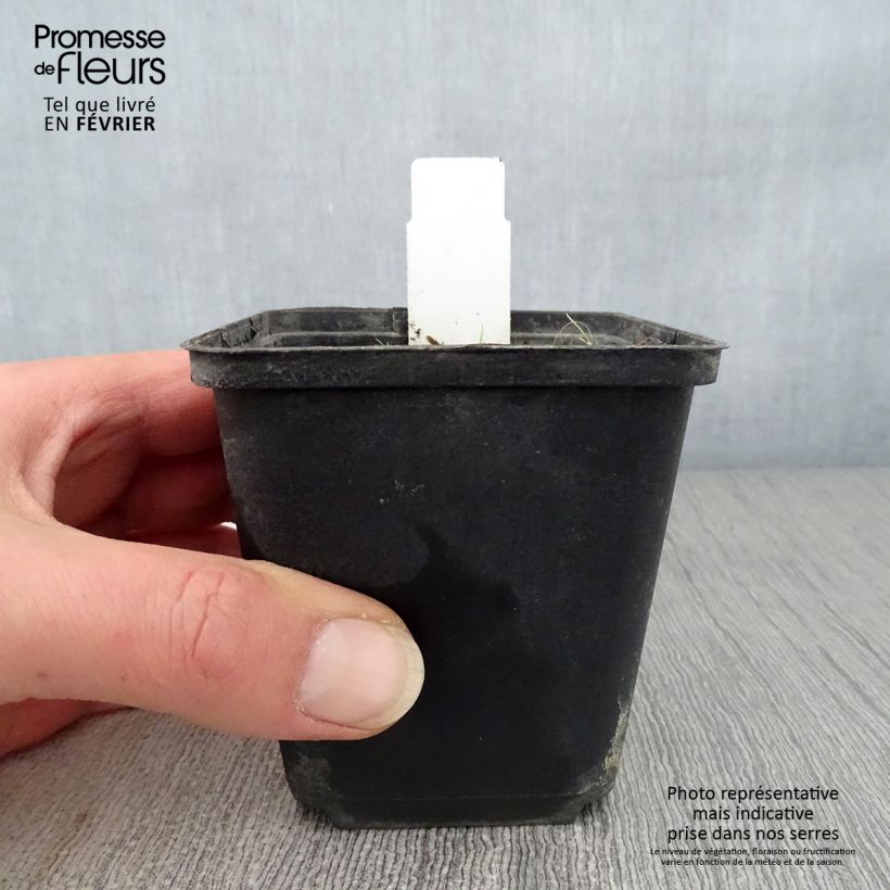 Amostra de Anthericum ramosum - Phalangère rameuse Vaso de 8/9 cm tal como entregue no inverno
